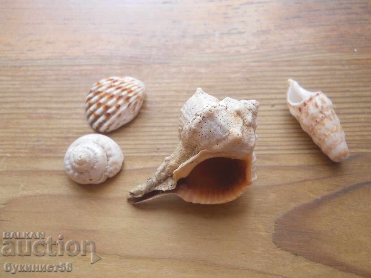 Melci exotici, scoici și crustacee exotice cu preț € 2.60 | 5.09 BGN