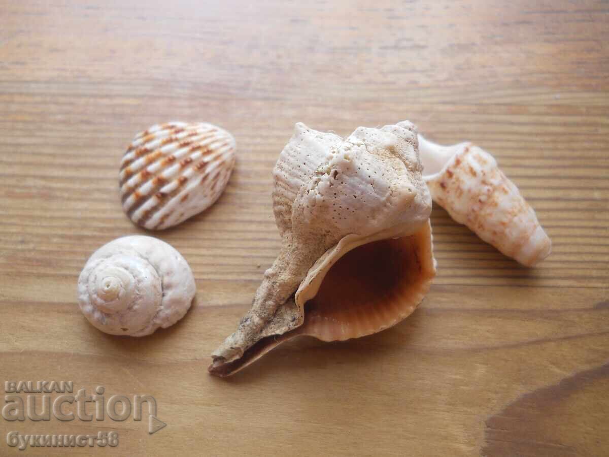 Melci exotici, scoici și crustacee exotice