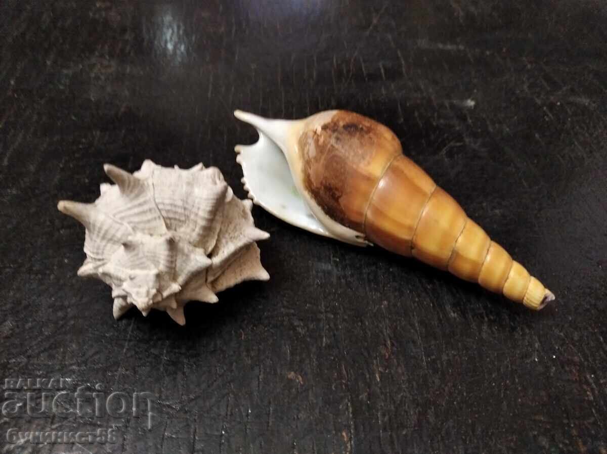Auction  Exotic Whelk and Shell