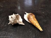 Exotic Whelk and Shell