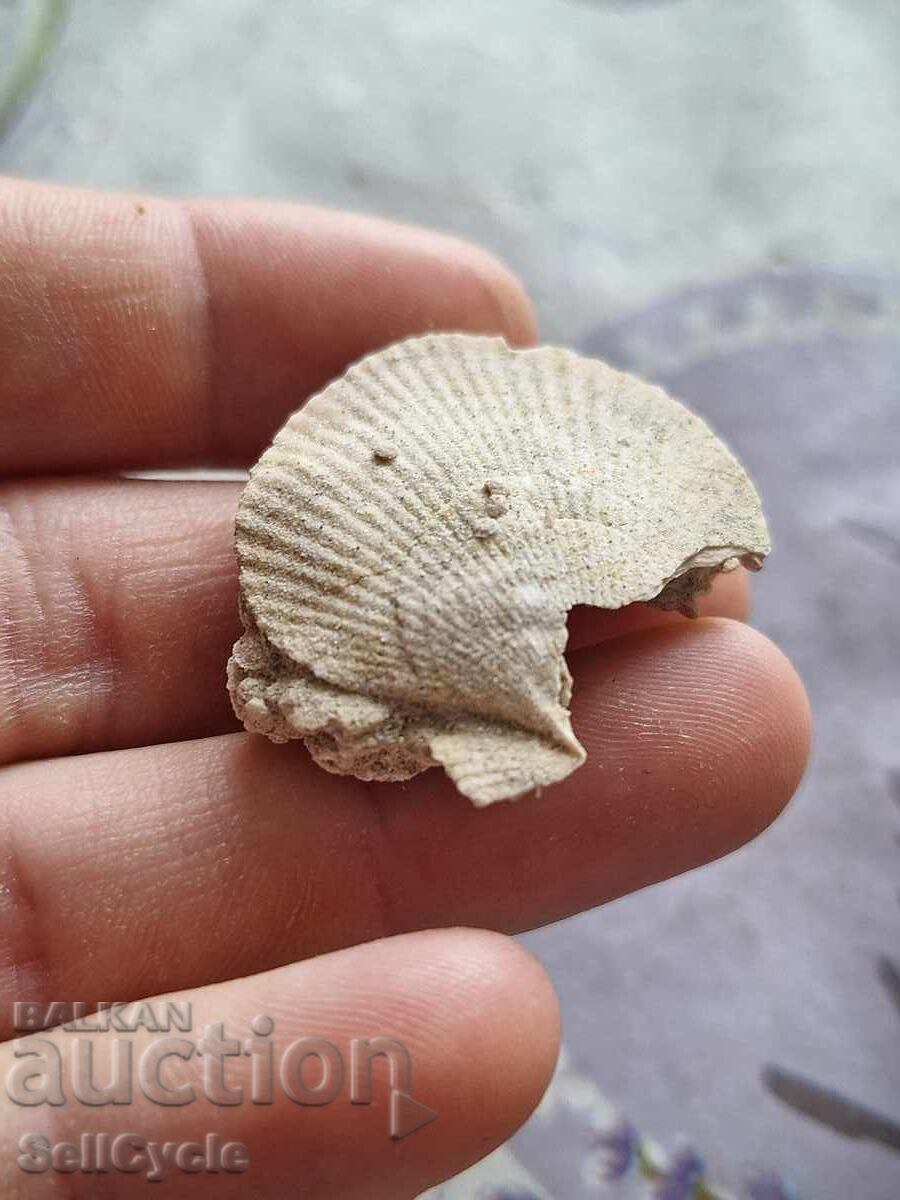 ✅FOSIL DE MIDIE ❗ cu preț € 1.00 | 1.96 BGN