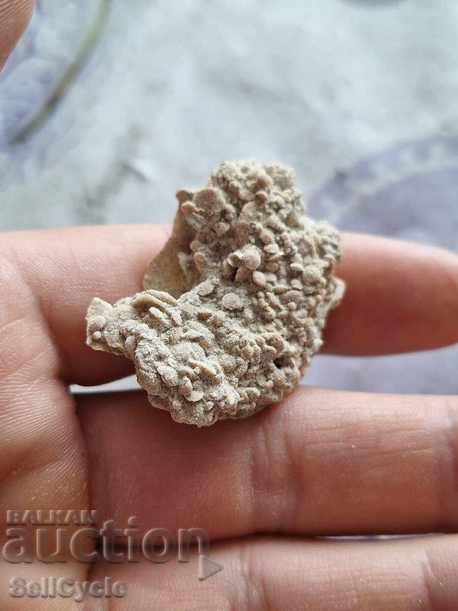 Licitație ✅FOSIL DE MIDIE ❗