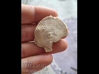 ✅FOSIL DE MIDIE ❗