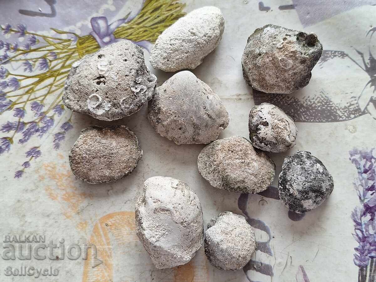 ✅ΑΠΟΛΙΘΩΜΑΤΑ ΜΥΔΙΩΝ - ΠΡΟΒΑΔΙΑ❗ ✅ΑΠΟΛΙΘΩΜΑΤΑ ΜΥΔΙΩΝ - ΠΡΟΒΑΔΙΑ❗