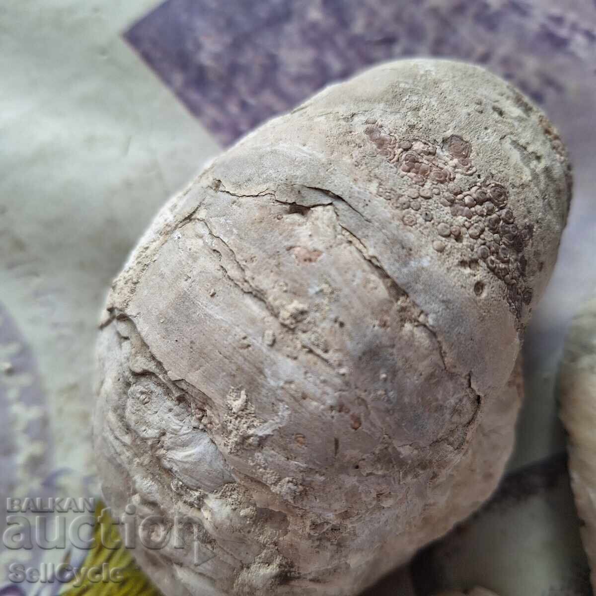 ✅ΦΩΣΙΛΙΑ - ΣΤΡΕΙΔΙΑ - ΠΡΟΒΑΔΙΑ❗ με τιμή € 5.00 | 9.78 BGN