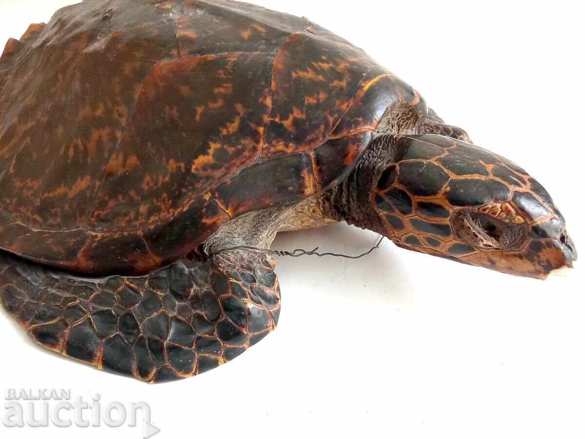 Taxidermie de broască țestoasă cu preț € 330.00 | 645.43 BGN