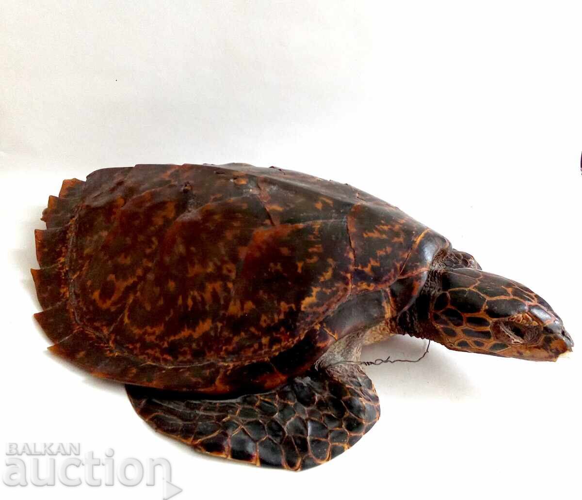 Licitație Taxidermie de broască țestoasă