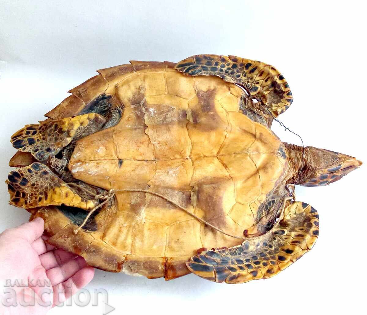 Livrarea Taxidermie de broască țestoasă