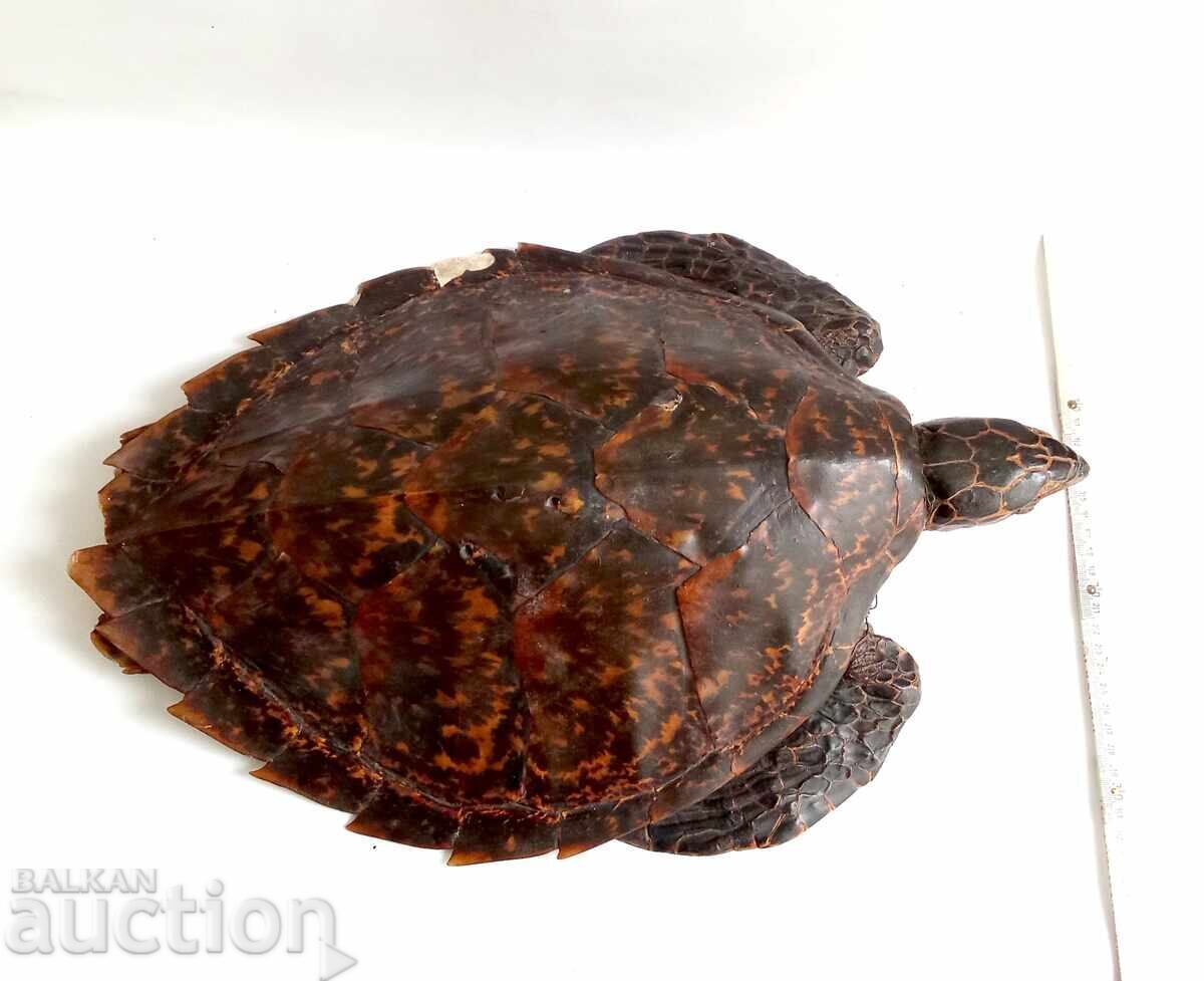 Taxidermie de broască țestoasă - 5