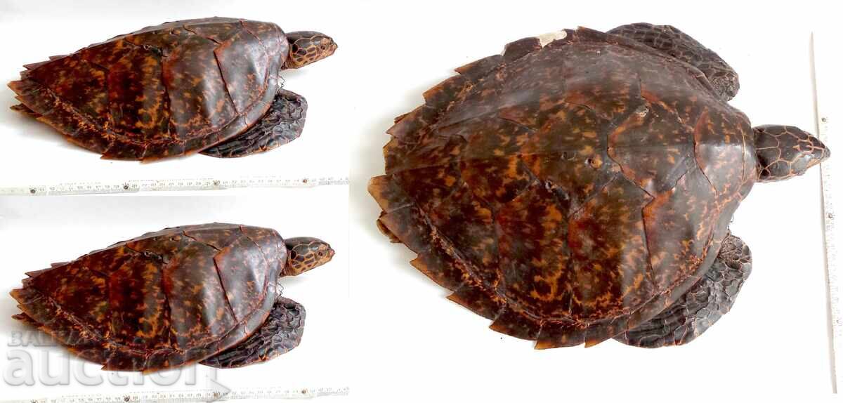 Таксидермия на костенурка. - 7 Таксидермия на костенурка. - 7