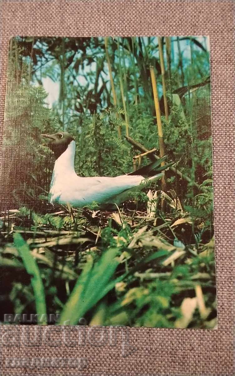 Felicitare Pescaruș Glumă Rezervația Srebarna ecologie Silistra