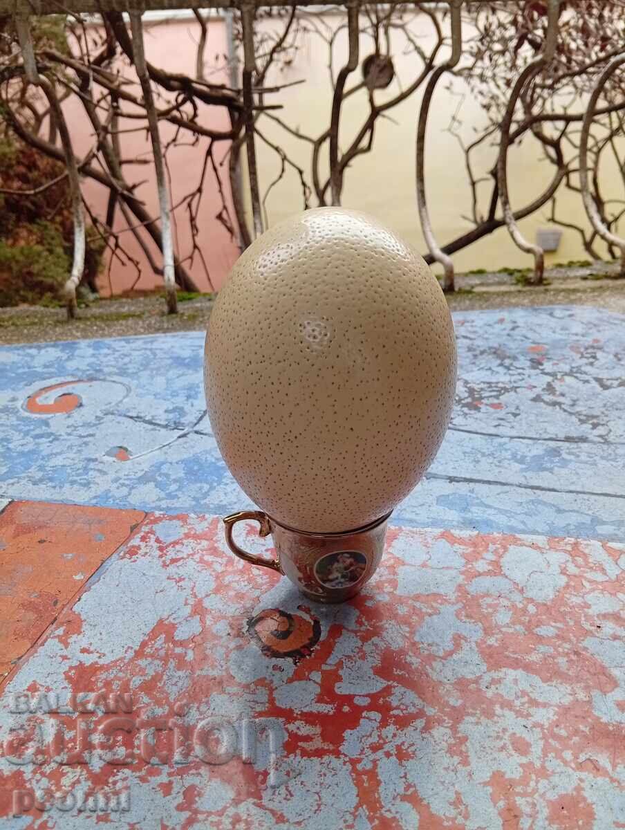 Яйце от щраус