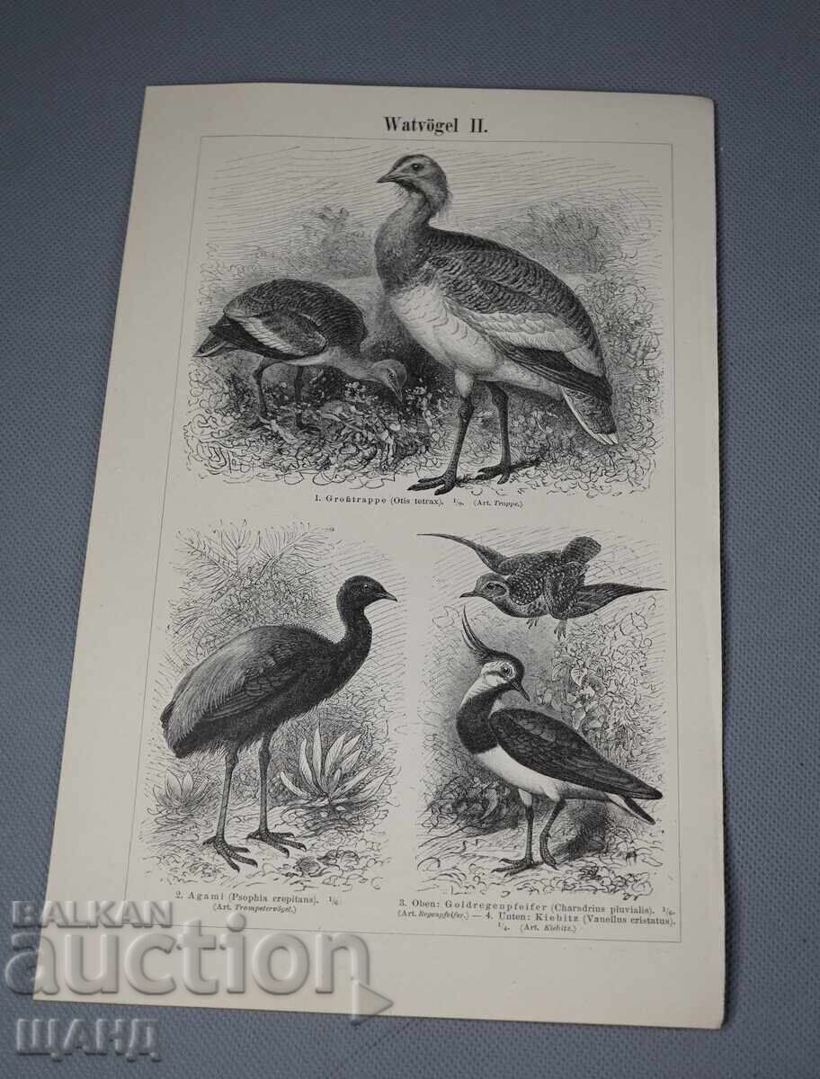 1900 Litografie tipuri de păsări 1900 Litografie tipuri de păsări