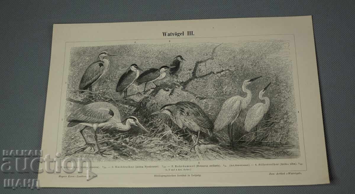 1900 Litografie tipuri de păsări cu preț € 5.15 | 10.07 BGN