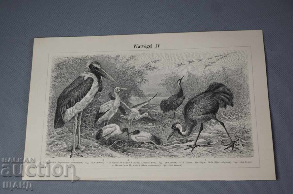 1900 Litografie tipuri de păsări