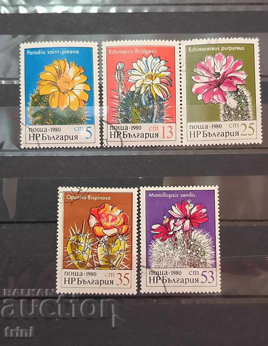 1980 (November 4th) Cacti