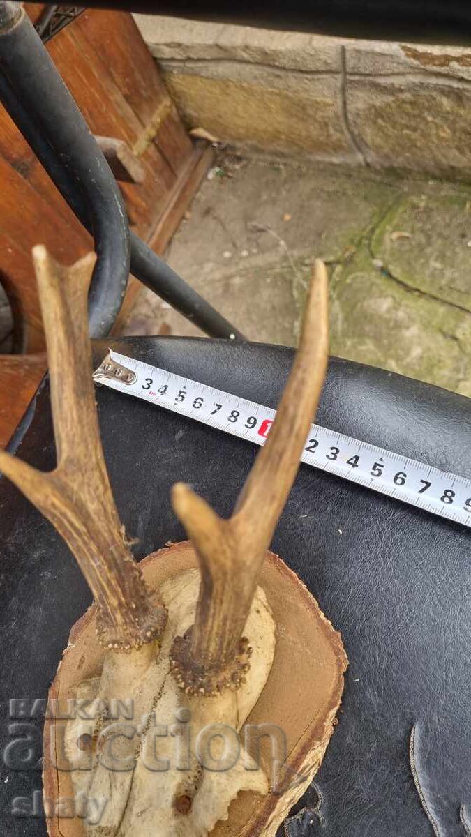 Trophy. Antlers with price € 20.00 | 39.12 BGN