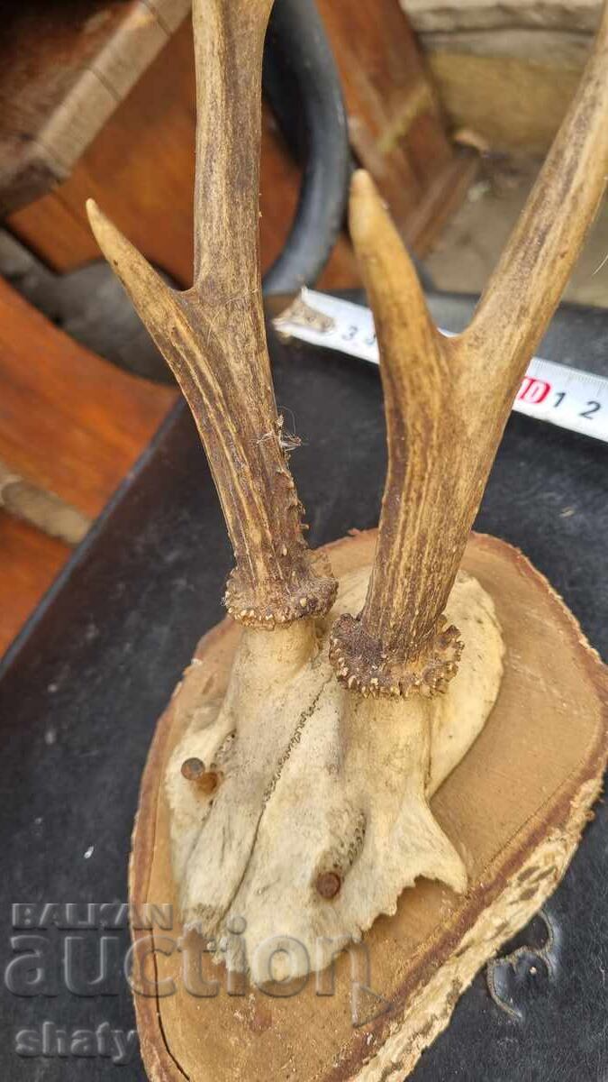 Auction  Trophy. Antlers