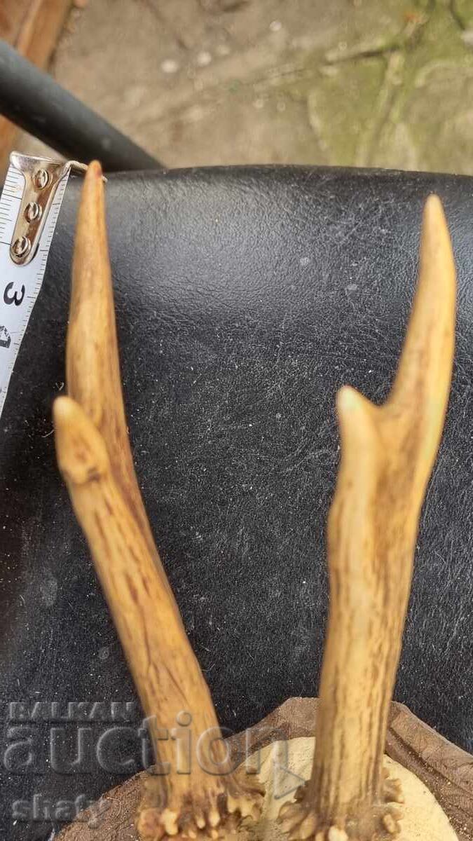 Trofeu. Coarne cu preț € 30.00 | 58.67 BGN