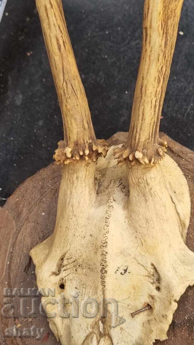 Licitație Trofeu. Coarne