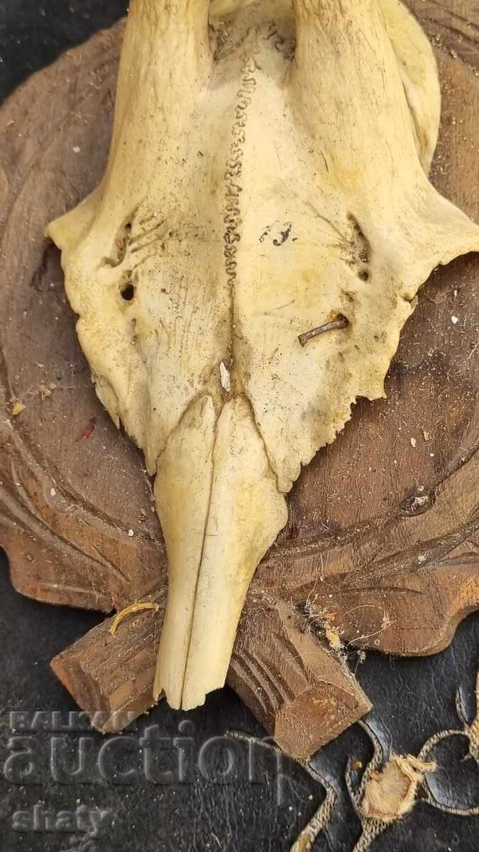 Livrarea Trofeu. Coarne