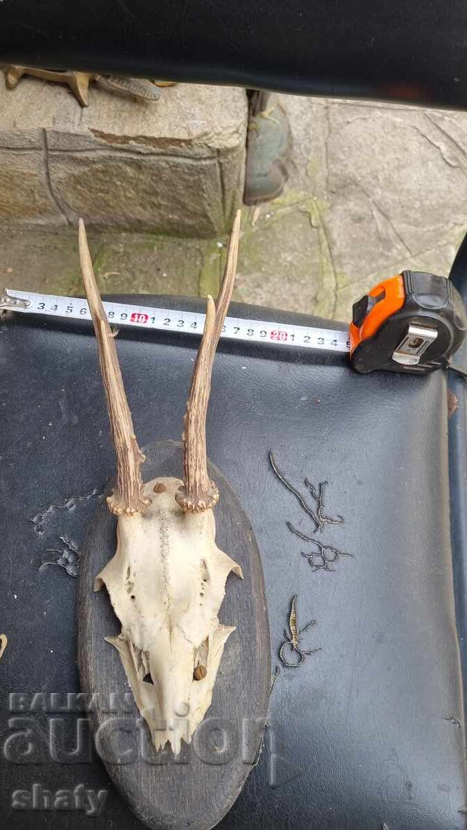 Trofeu. Coarne Trofeu. Coarne