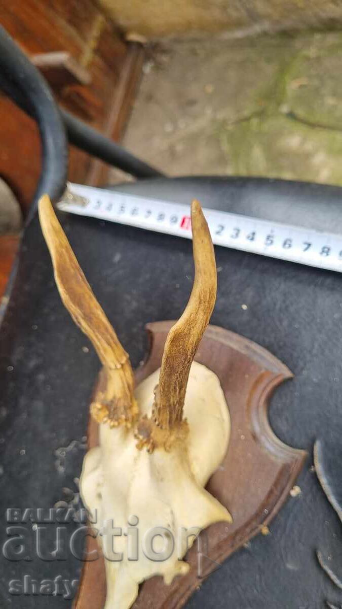 Τρόπαιο. Κέρατα με τιμή € 25.00 | 48.90 BGN