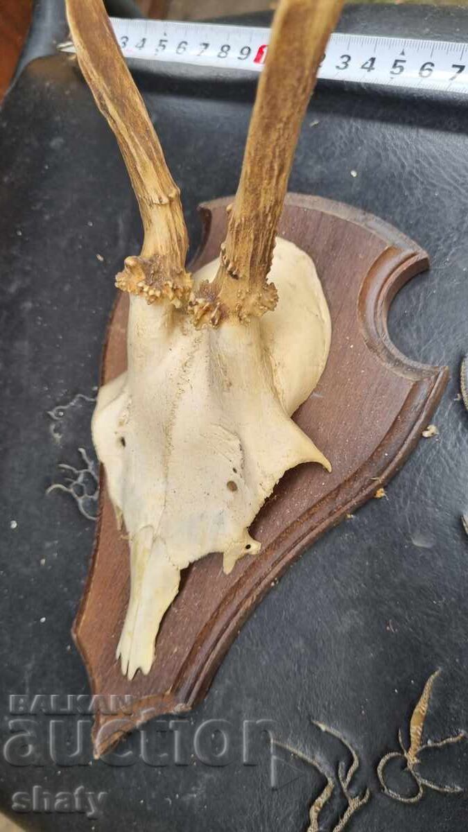 Δημοπρασία Τρόπαιο. Κέρατα