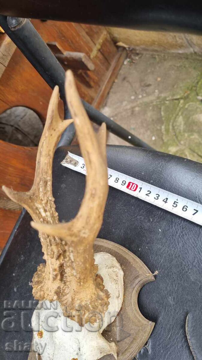 Trophy. Antlers with price € 25.00 | 48.90 BGN