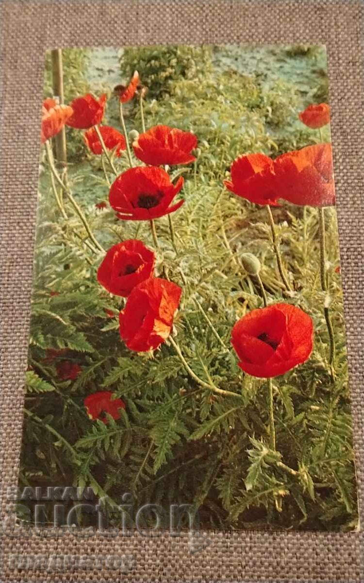 Veche felicitare rusească retro maci mac