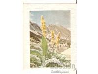 Картичка  България  Рила Етюд**