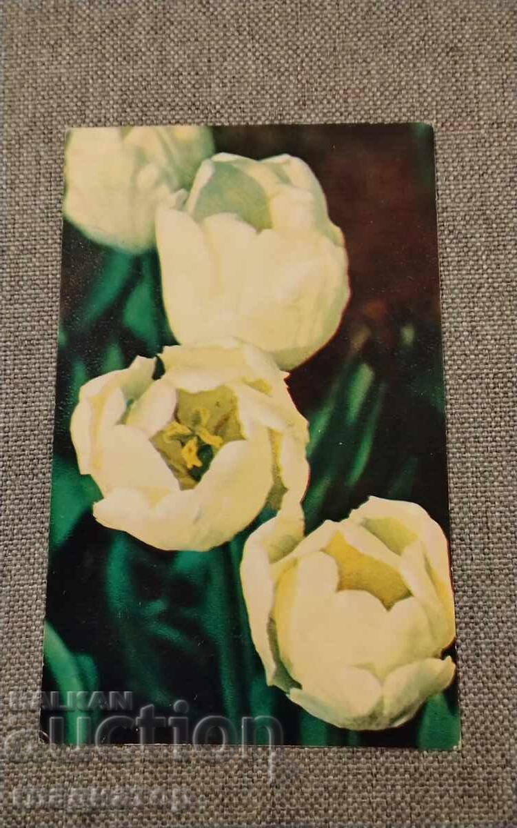 Veche felicitare retro rusească flori lalele lalea