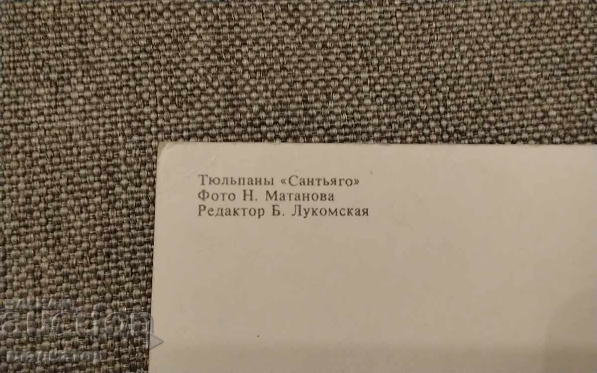 Livrarea Veche felicitare retro rusească flori lalele lalea