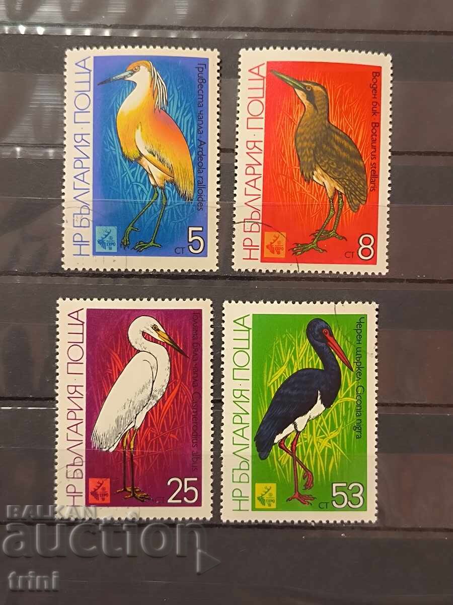 Păsări de baltă. 1981