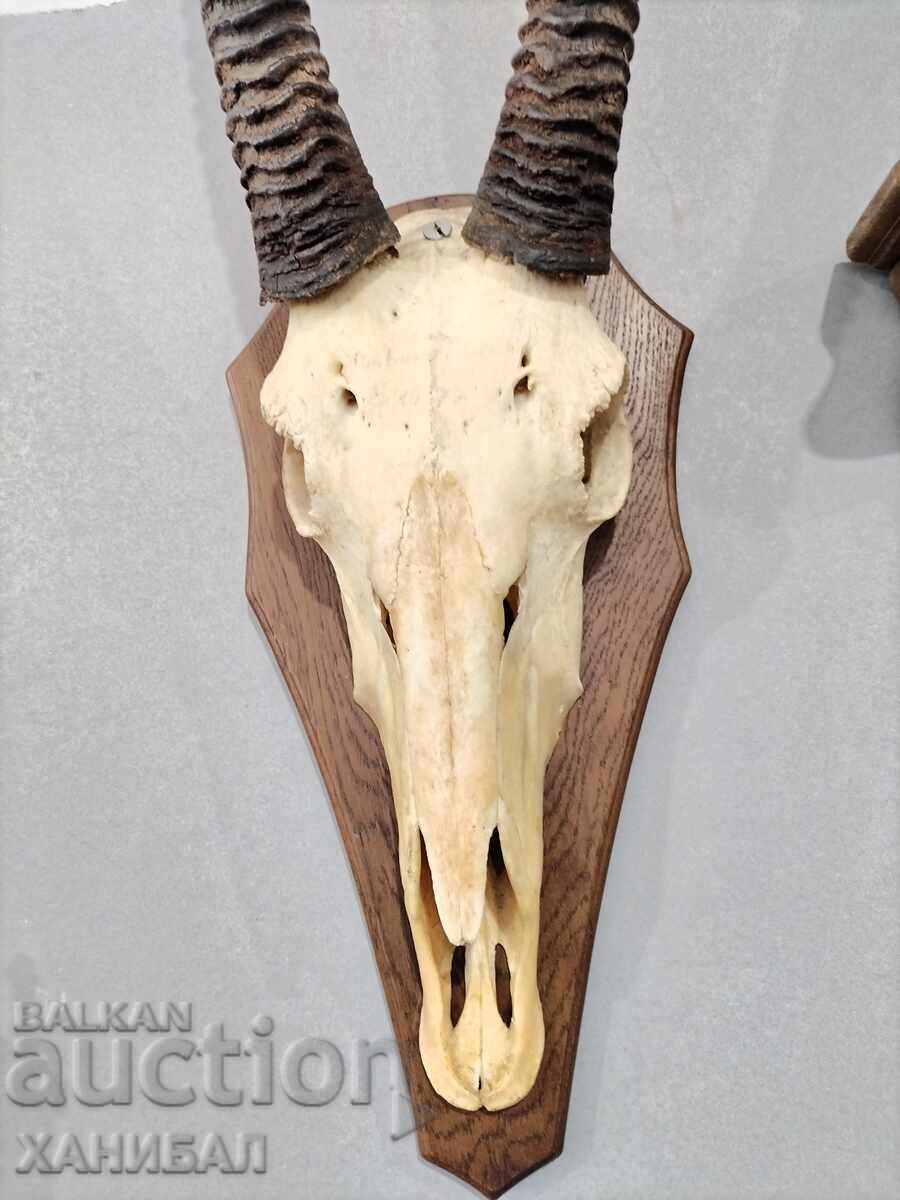 LARGE MUFLON HUNTING TROPHY, ANTELOPE with price € 190.00 | 371.61 BGN