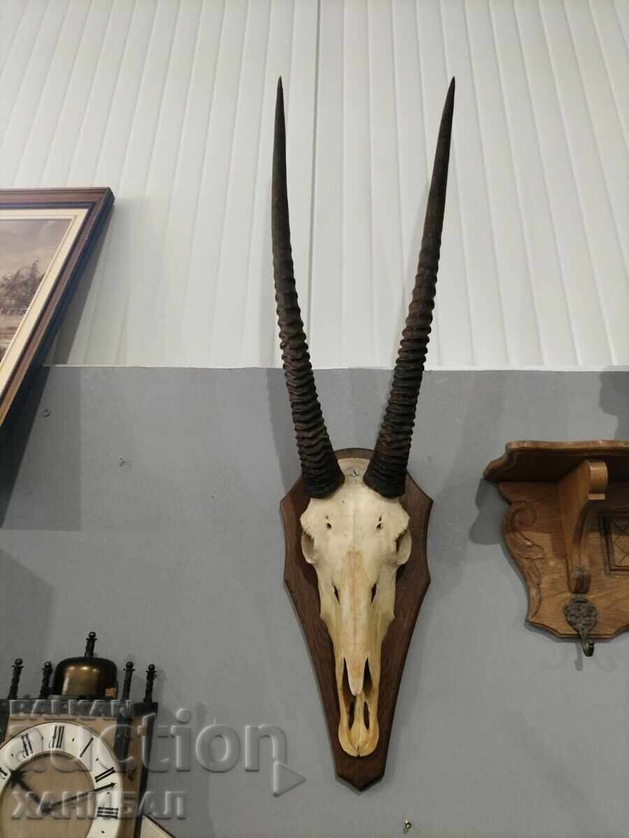 LARGE MUFLON HUNTING TROPHY, ANTELOPE - 5