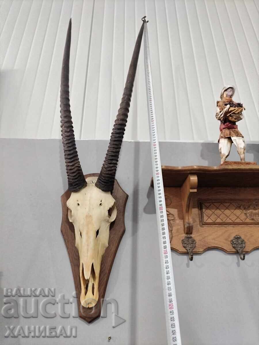 LARGE MUFLON HUNTING TROPHY, ANTELOPE - 7