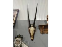 LARGE MUFLON HUNTING TROPHY, ANTELOPE