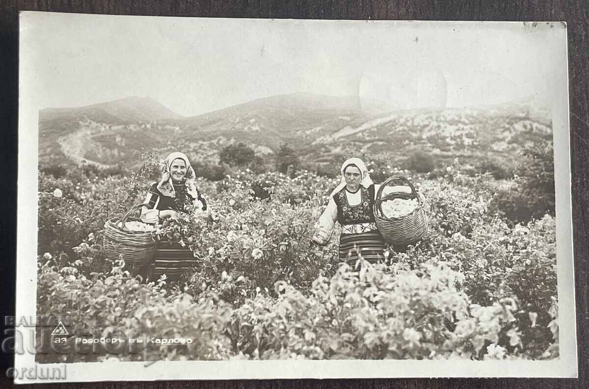 5644 Tsarstvo Bŭlgariya cărți poștale Culesul Trandafirilor Karlovo 1940g 5644 Tsarstvo Bŭlgariya cărți poștale Culesul Trandafirilor Karlovo 1940g