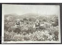 5644 Царство България картичка Розобер Карлово 1940г.