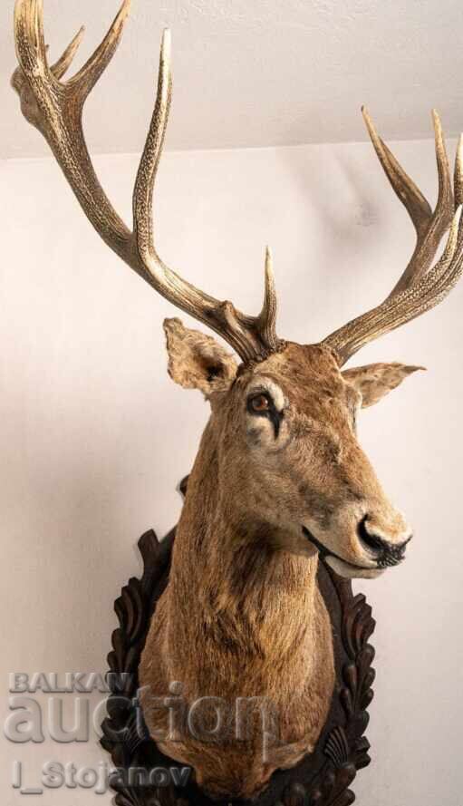 Auction  Trophy Red Deer