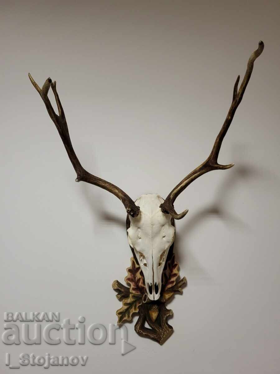 Cerb lopătar Trofeu № 4