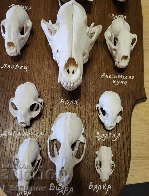 Predators in Bulgaria with price € 2999.00 | 5865.53 BGN