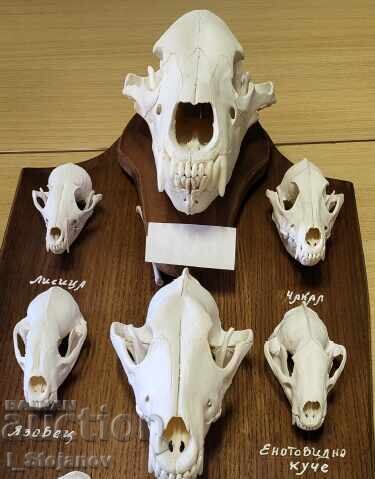 Auction  Predators in Bulgaria