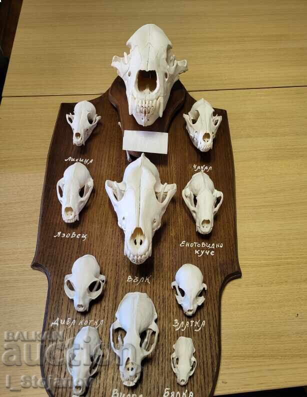 Predators in Bulgaria