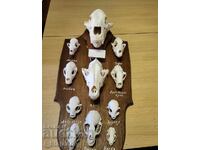 Predators in Bulgaria