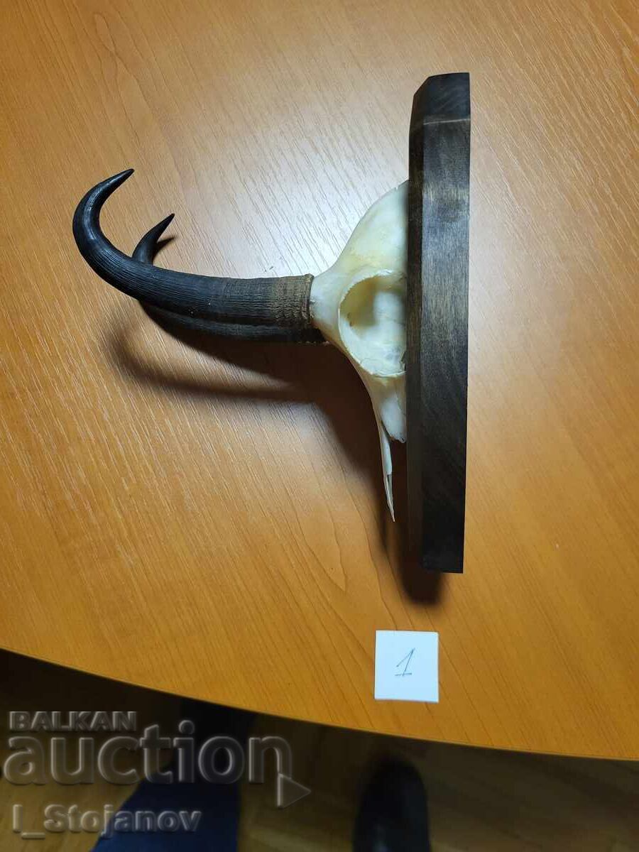 Άγρια κατσίκα Νο. 1 με τιμή € 95.00 | 185.80 BGN Άγρια κατσίκα Νο. 1 με τιμή € 95.00 | 185.80 BGN