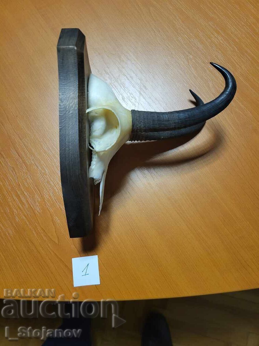 Δημοπρασία Άγρια κατσίκα Νο. 1 Δημοπρασία Άγρια κατσίκα Νο. 1