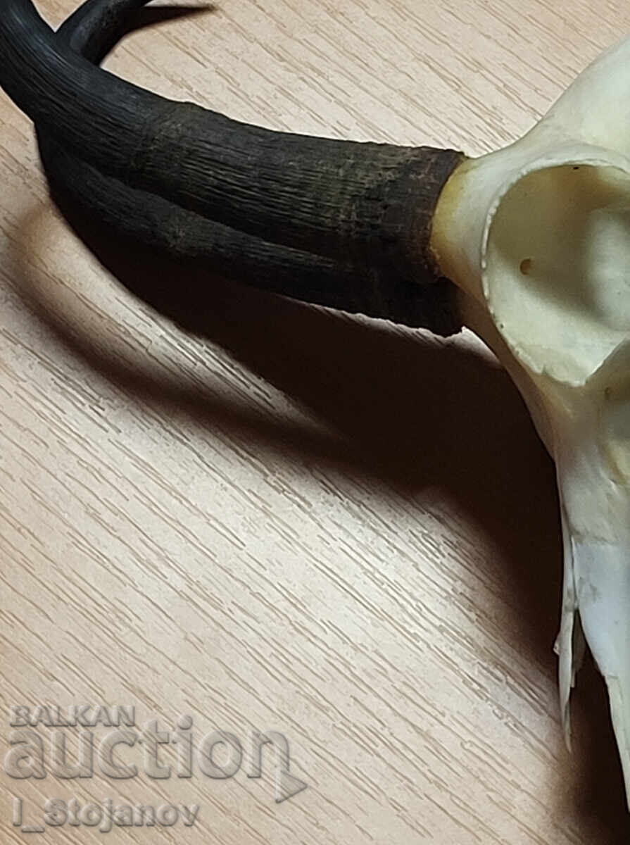 Άγριο κατσίκι Νο. 4 με τιμή € 75.00 | 146.69 BGN