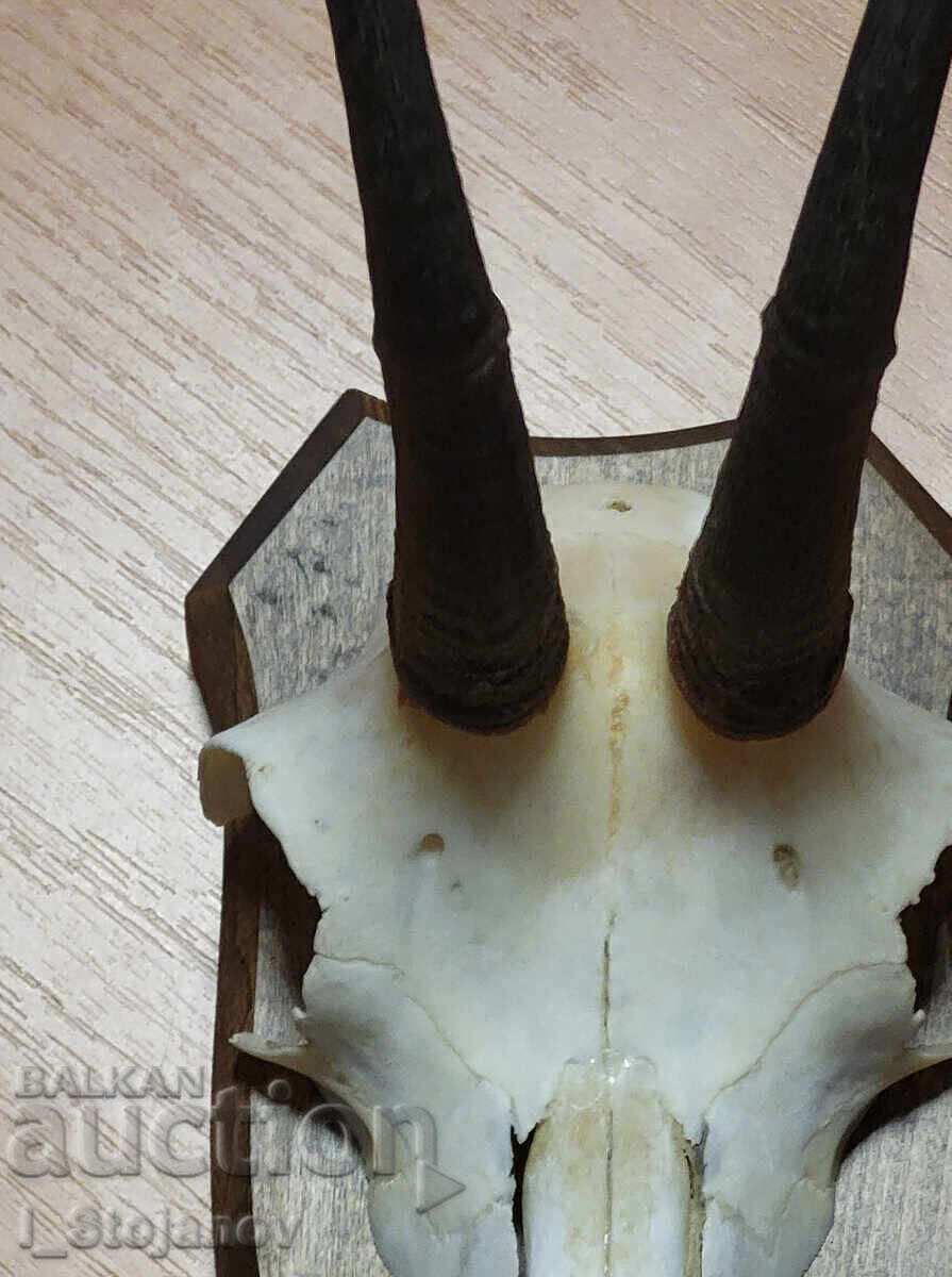 Άγριο κατσίκι Νο. 4